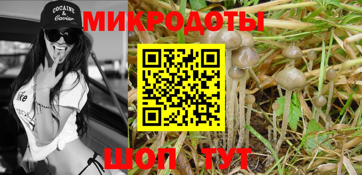 Псилоцибиновые грибы Psilocybe Челябинск